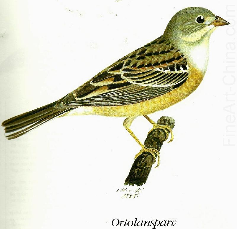 ortolansparv, broderna von wrights